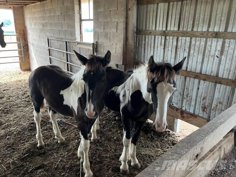  Horse Filly Weitere Viehgeräte