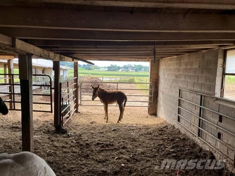  Mule Colt Weitere Viehgeräte