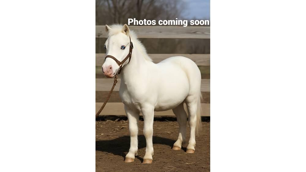  Pony 40" Melkanlagen