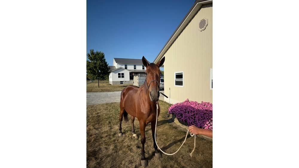 Horse Standardbred Weitere Viehgeräte