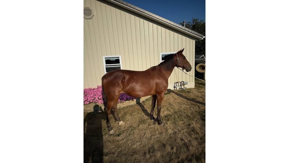  Horse Standardbred Weitere Viehgeräte