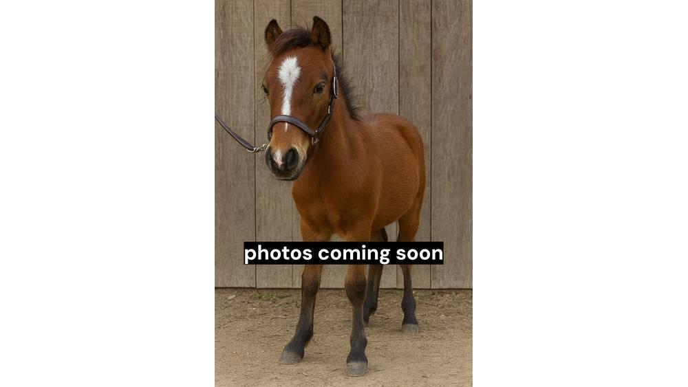  Pony 35' Melkanlagen