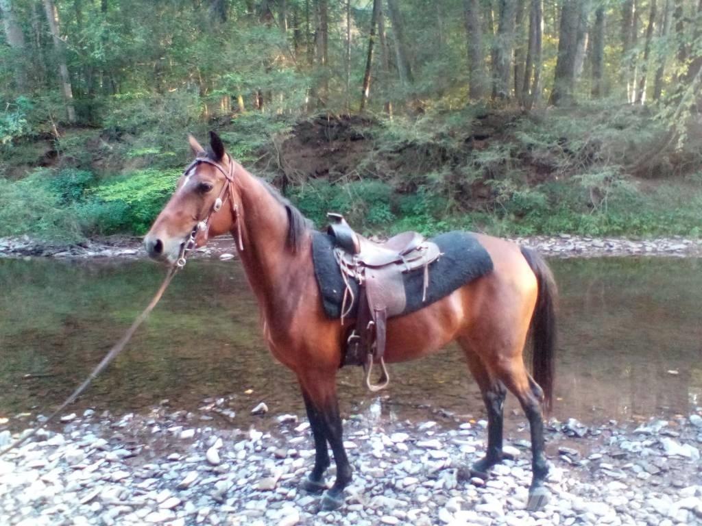 Morgan Mare Weitere Viehgeräte