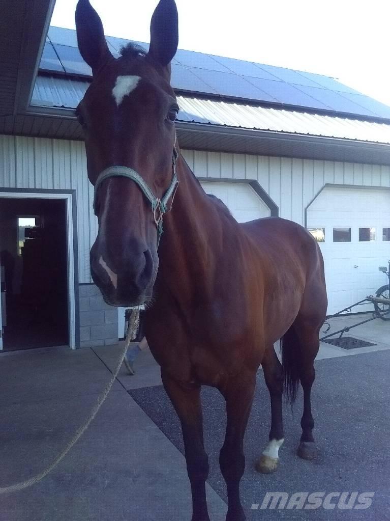  Standardbred Gelding Melkanlagen
