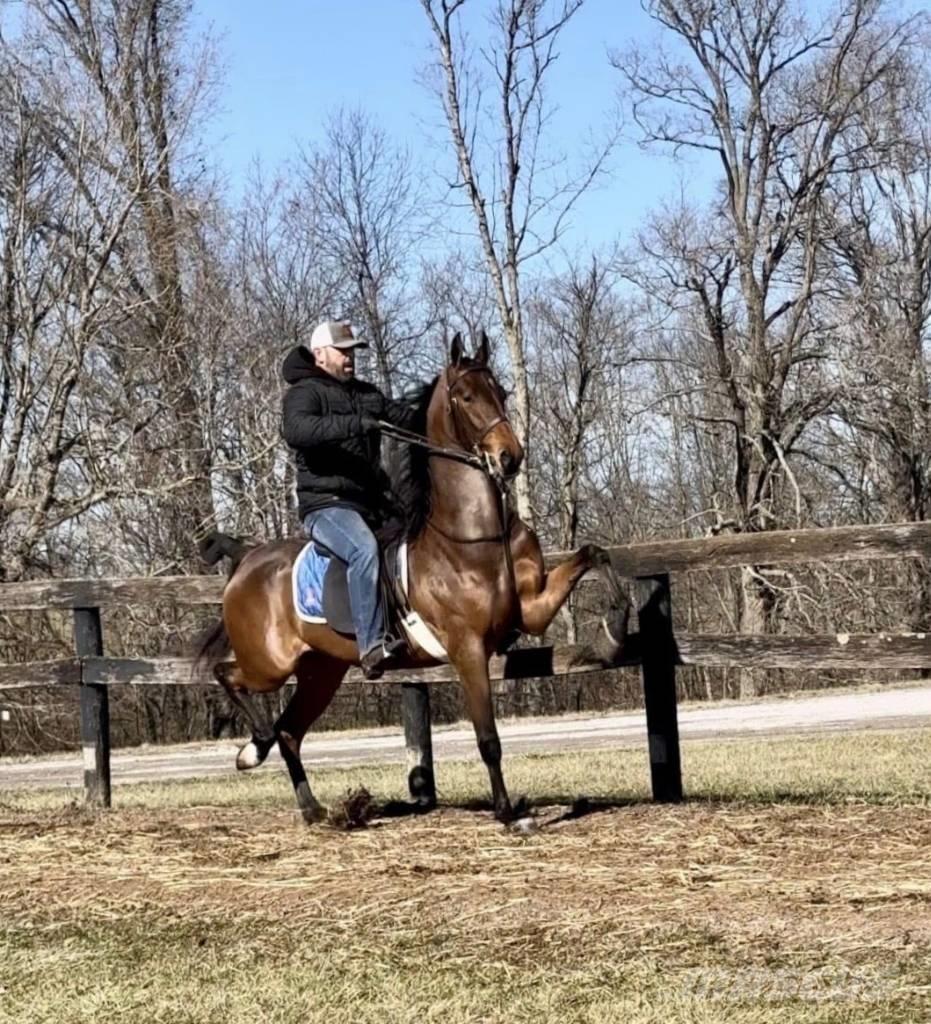  Horse Saddlebred Weitere Viehgeräte