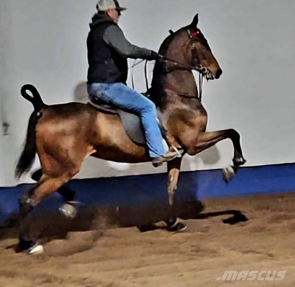  Horse Saddlebred Weitere Viehgeräte