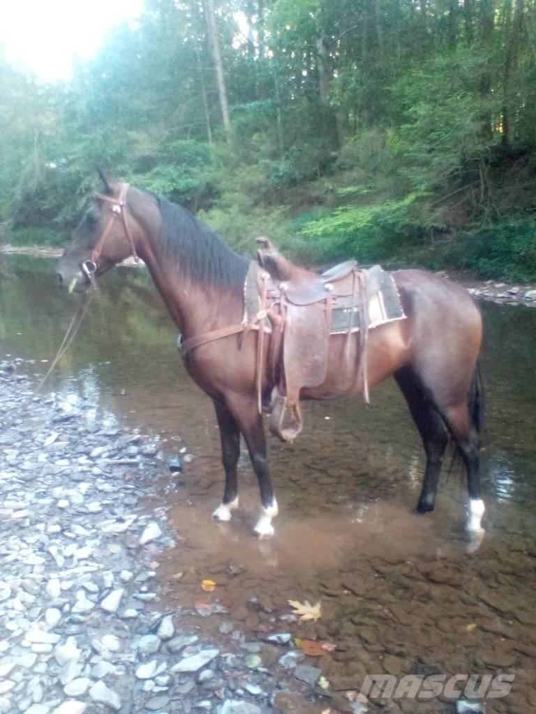  Horse Standaredbred Weitere Viehgeräte