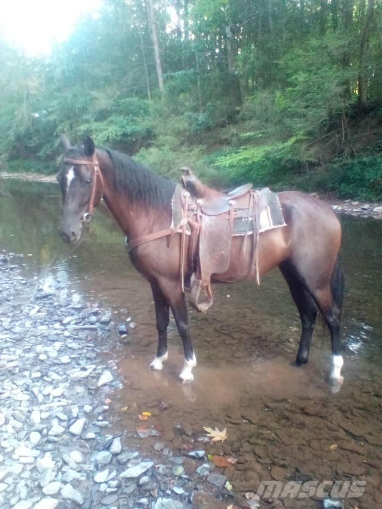  Horse Standaredbred Weitere Viehgeräte