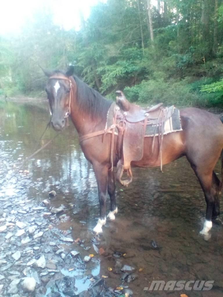  Horse Standaredbred Weitere Viehgeräte