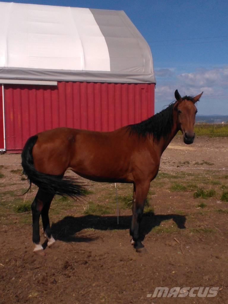  Horse Family Weitere Viehgeräte