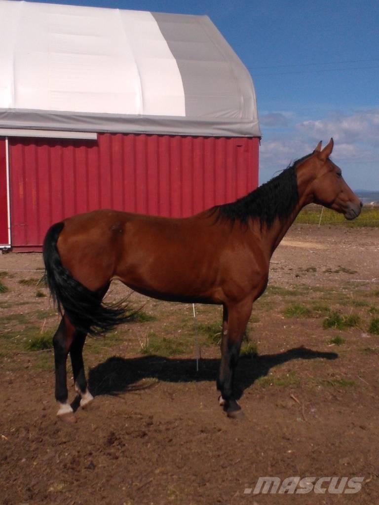  Horse Family Weitere Viehgeräte