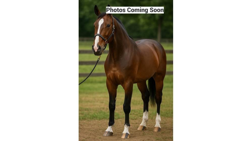  Horse Standardbred Weitere Viehgeräte