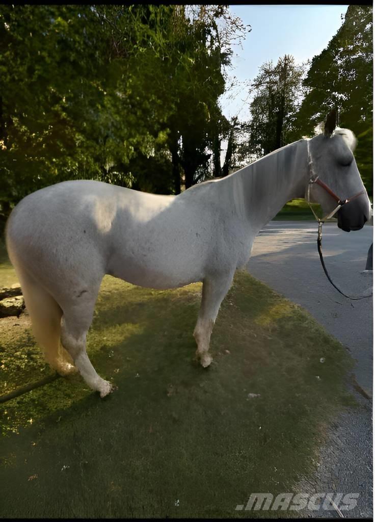  Horse Mare Weitere Viehgeräte