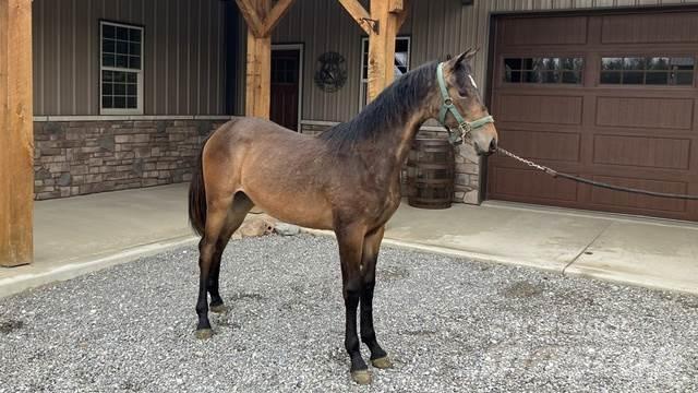 Morgan Filly Sonstige Baumaschinen