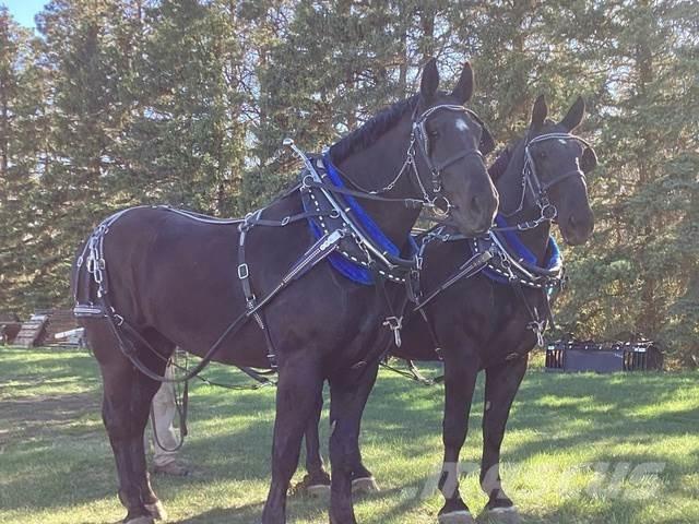  Percheron Team Sonstige Baumaschinen